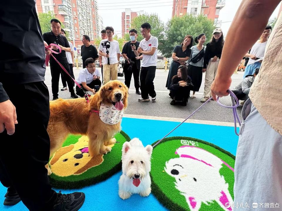 泰山体育集, 件奥运同源